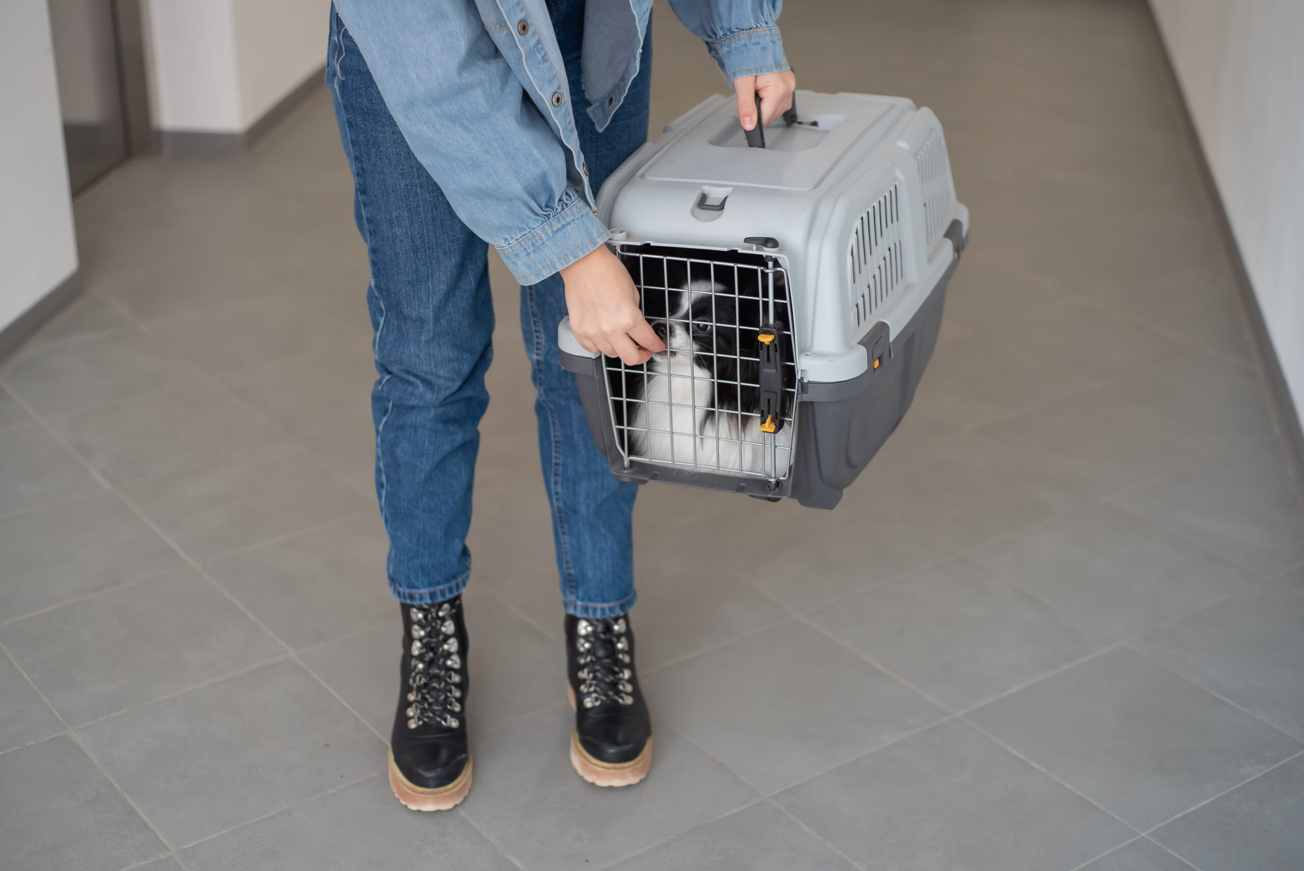 Pet Relocation United States